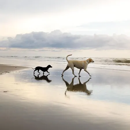 Honeybee - Part Of The The Bay Village With Pool, Gym And Direct Access, Pub, Restaurant, Tennis And Meadows Walks Filey